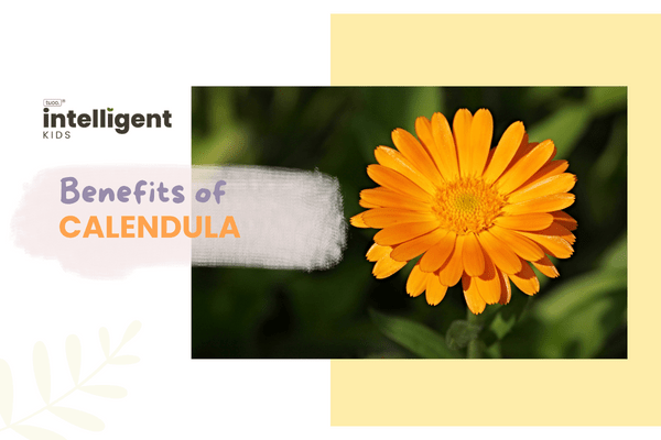 Calendula: Uses, Benefits, Side Effects - Tuco Kids