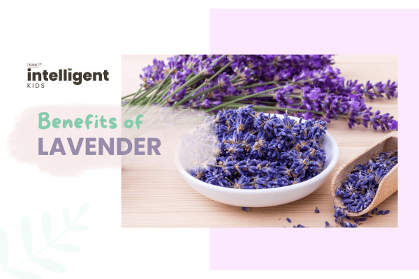 Lavender : Uses, Benefits & Side Effects - Tuco Kids