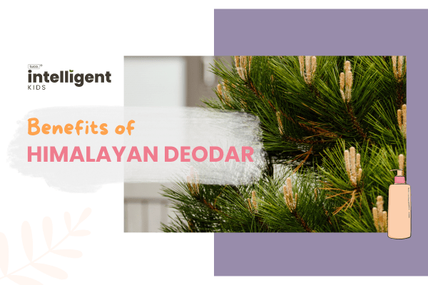 Himalayan Deodar : Uses, Benefits & Side Effects - Tuco Kids