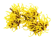 witch hazel