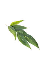 eucalyptus