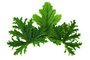 citronella