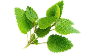 peppermint